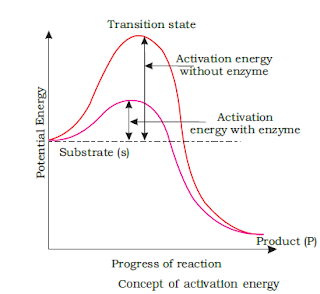 In catalysed chemical reacitons, enzymes lower the activation energy of the react molecules.