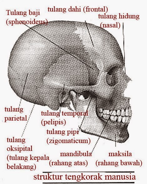 HARDIN BURUHI MAKALAH Anatomi Rangka  Manusia  