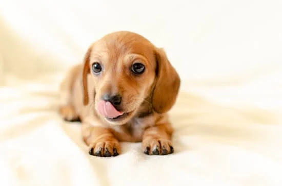 Dachshund | Top 10 Cutest Small Dog Breeds