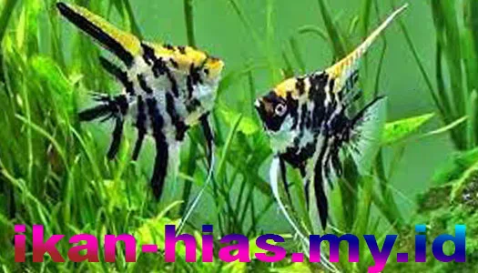 Ikan manfish