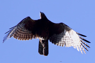 Oriental Honey-buzzard