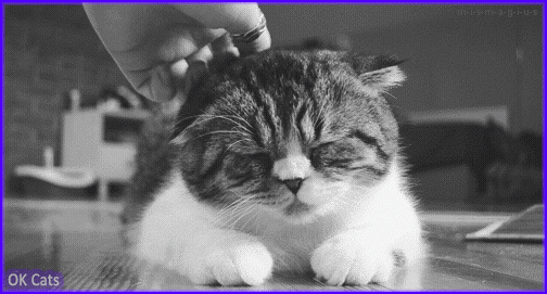 Art Cat GIF • Funny cat reaction with purple flashing eyes when his human scratches his head [ok-cats.com]