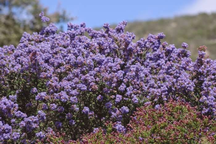  CEANOTHUS  – சியோனோதஸ்