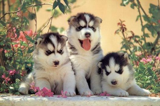 siberian husky puppies in snow. Huskies Puppies In Snow.