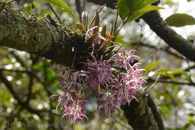 Macroclinium bicolor care and culture