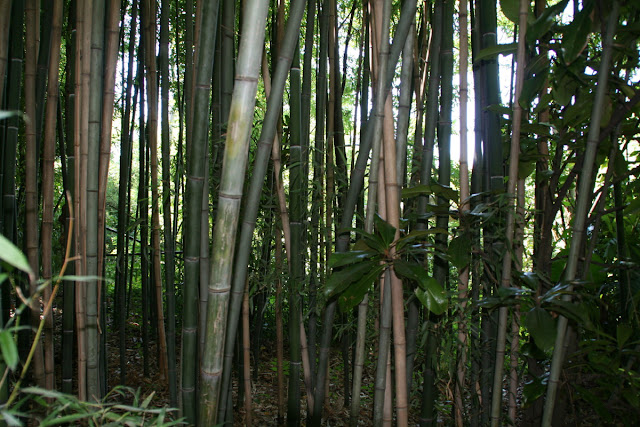 Bamboo Zoo Monkey5