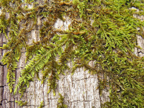 Common Fern Moss