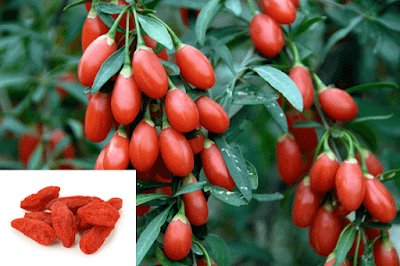 kurt uzumu goji berry ile zayiflama