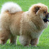 WORLD TO 10 Most Expensive Dog Breeds