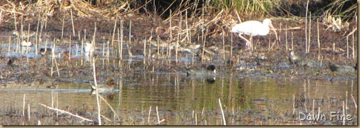 Harris Neck NWR_019