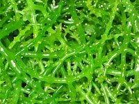Manfaat Rumput Laut