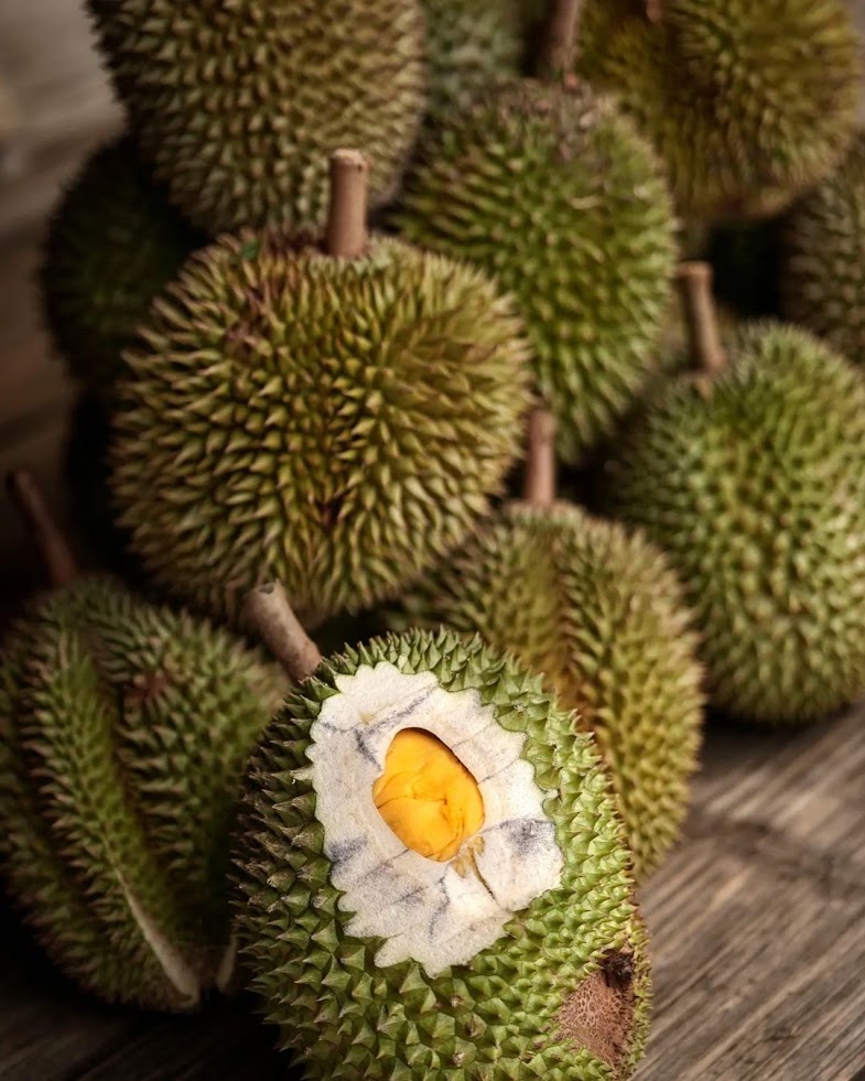 bibit buah durian tembaga supergenjah okulasi genjah Sulawesi Utara