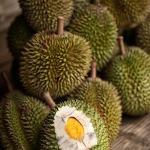 Bibit Durian Tembaga