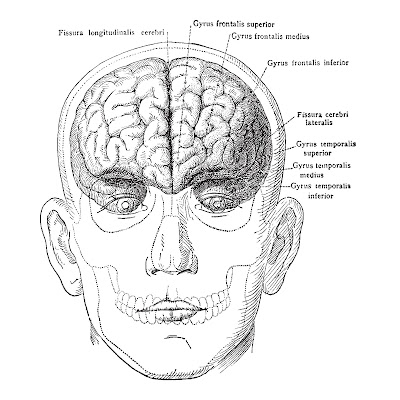 200+ Pencil sketch & cartoon images of human brain