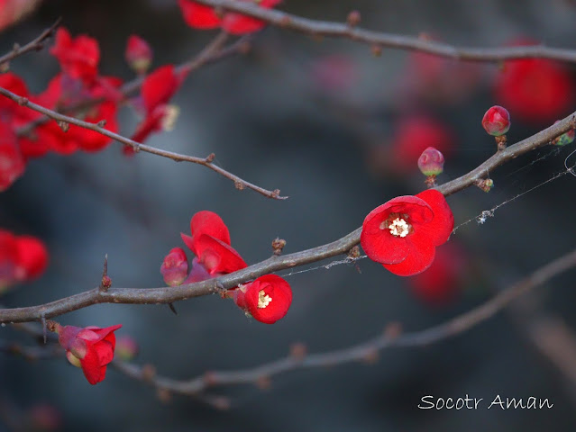 Chaenomeles japonica