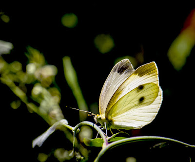 Ташкент лето бабочка  Tashkent  summer butterfly