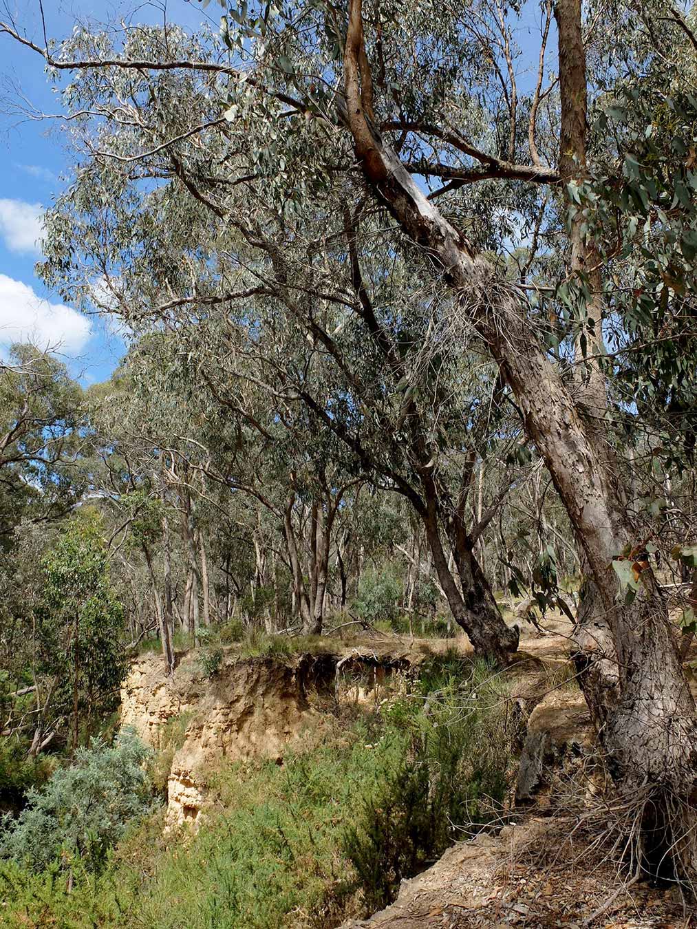 Golden Spring Jacksons Lookout Daylesford