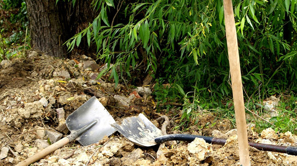 Tree root removal dig to expose roots