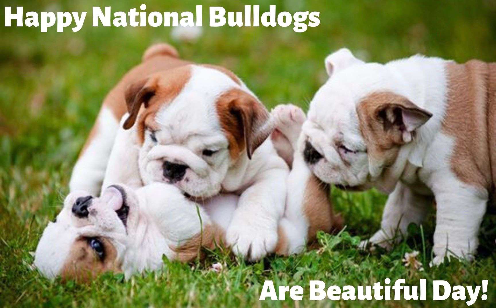 National Bulldogs Are Beautiful Day Wishes pics free download