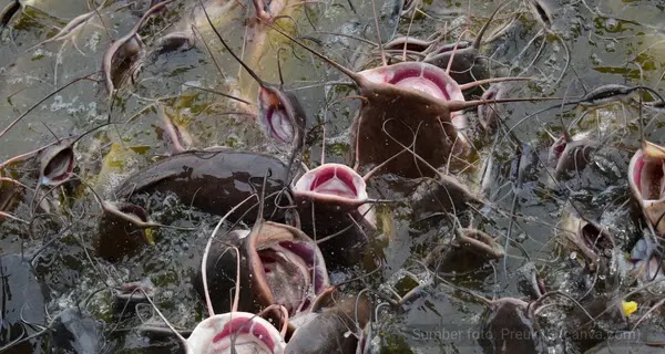 Budidaya Ikan Lele dengan Sistem Bioflok