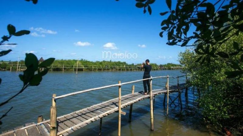 Hutan Mangrove Kulon Progo