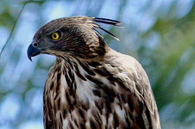 "Changeable Hawk-Eagle, potrait short,striking yellow eyes and a regal crest."