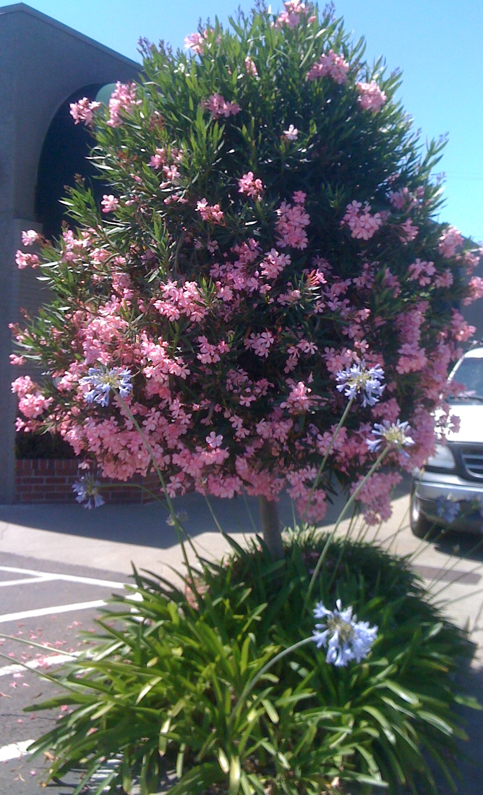 Genos Garden Design & Coaching : Plant I.D. Nerium Oleander