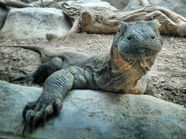 What Komodo Dragon Do