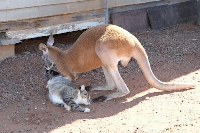 Pet Kangaroo Seen On www.coolpicturegallery.us