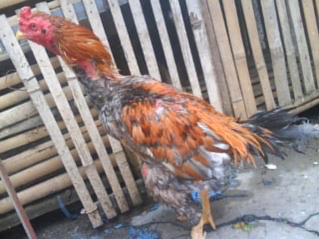 ayam jago kondisi mbrodol, bulu nyulam