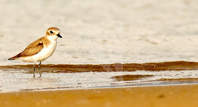 wetland water birds birding nature conservation travel pulicat lake chennai wildlife