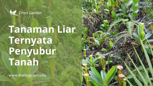 Tanaman Liar Penyubur Tanah