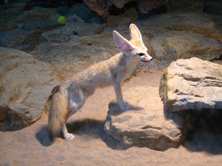 About Fennec Fox, Big Eared Desert Fox