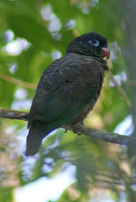 Lori piquirrojo: Pionus sordidus