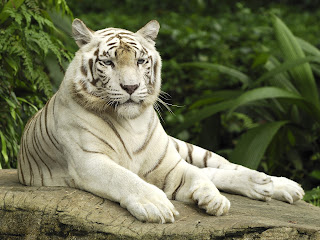 White Tiger photography