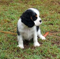 Simple Puppy Training Tips To Try Right Now