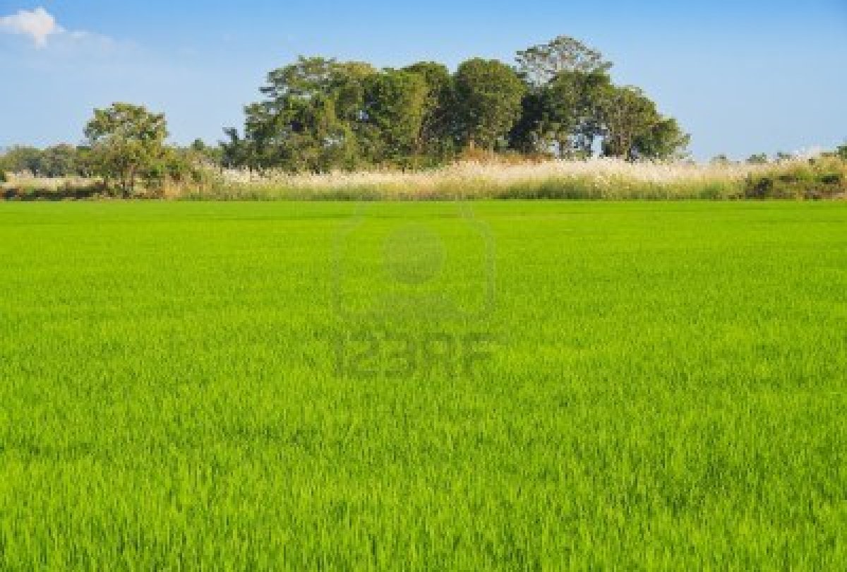 Gambar pemandangan sawah  Indonesiadalamtulisan 