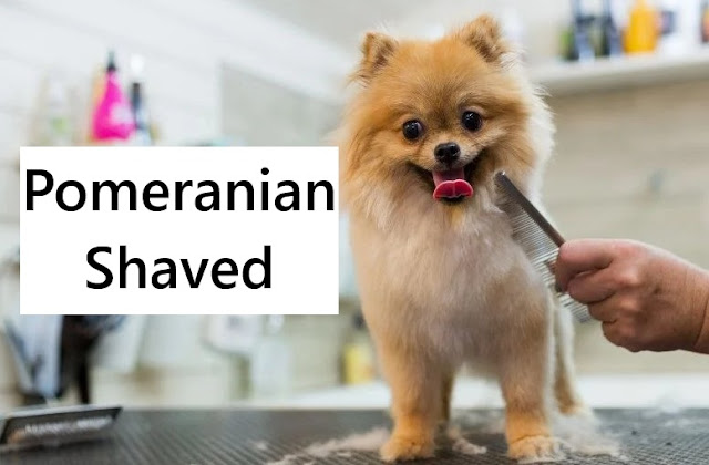 Pomeranian Shaved