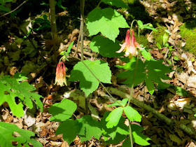 wild columbine