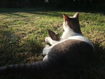 cat playing with dead bird, chirping, mother, robbin