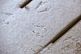 a dusting of snow with bird tracks