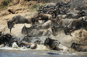 Masai Mara National Park Wild Animals 22