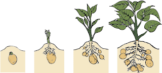 groeien van een aardappelplant