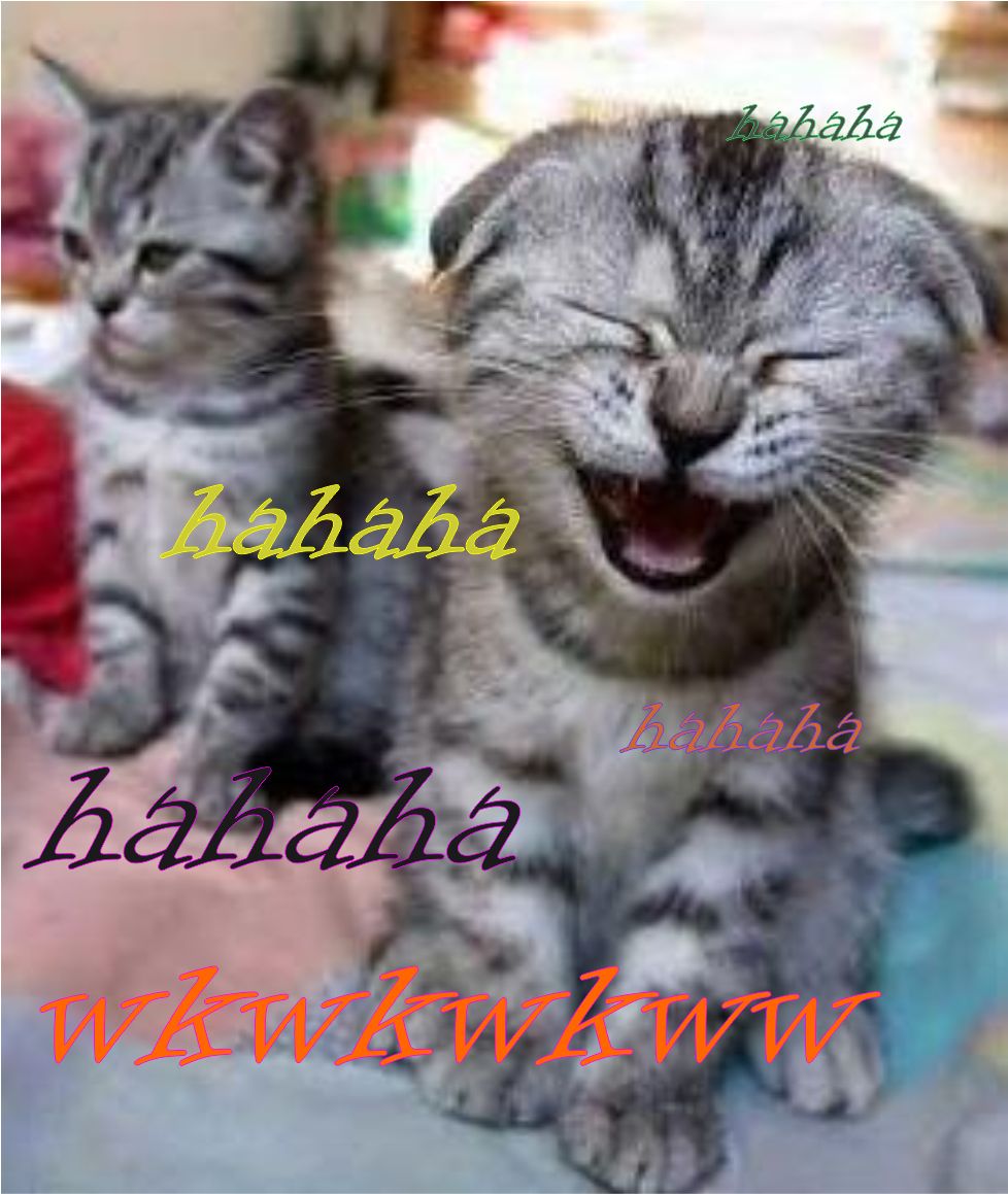 Gambar Dan Kata Kata Lucu Kucing Stok Gambar Lucu