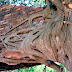 Chacala: Tree Roots Entwined in Rock Columns