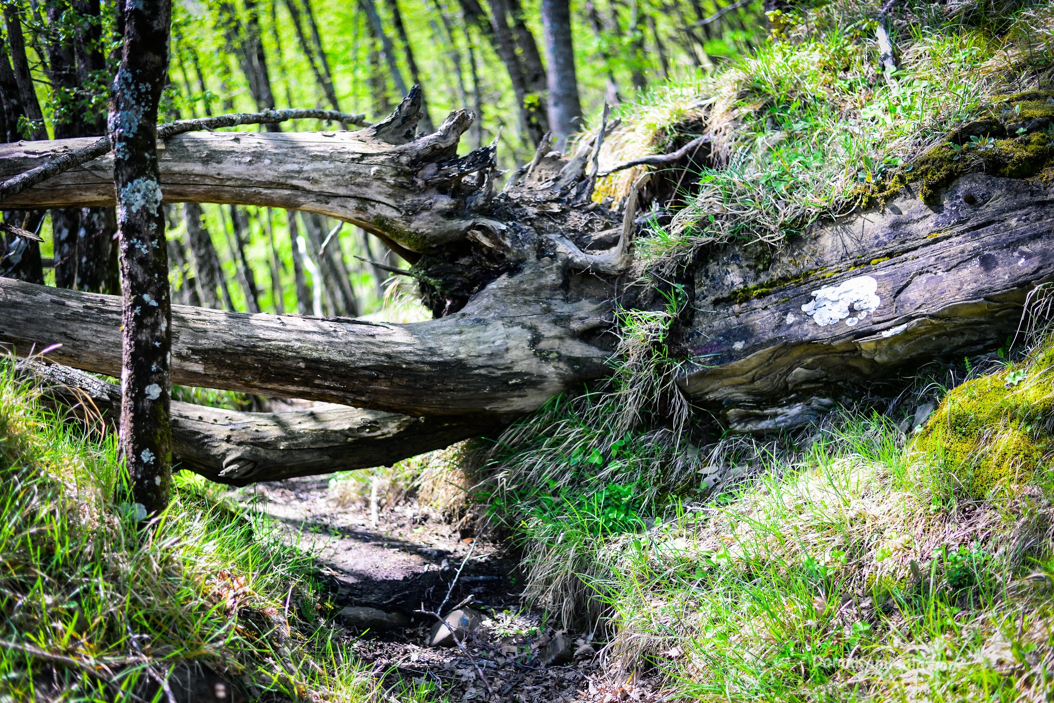 Dom z Kamienia blog o życiu w Toskanii, trekking, Marradi