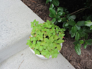 Gardening with Bobbins of Basil