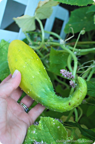 growing cucumbers