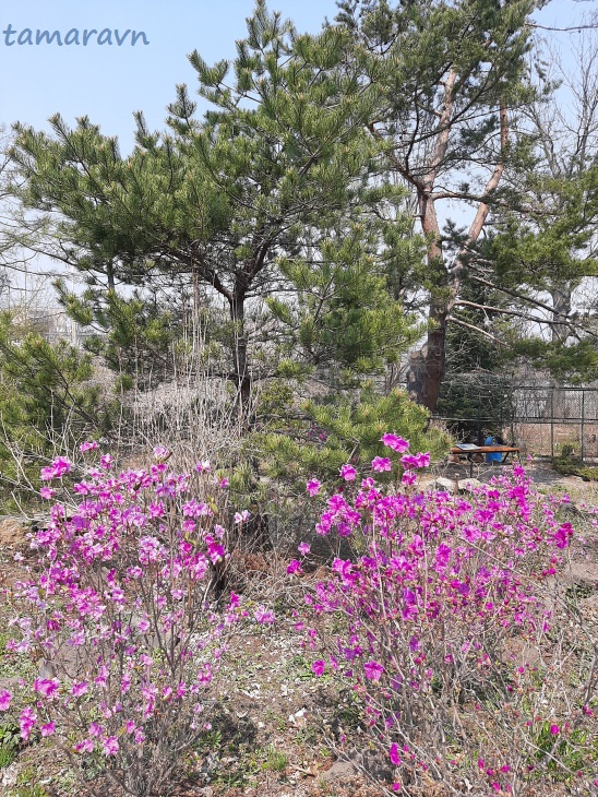 Рододендрон сихотинский (Rhododendron sichotense)