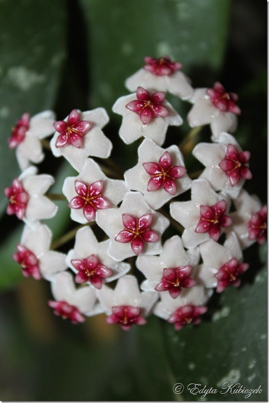 hoya obovata